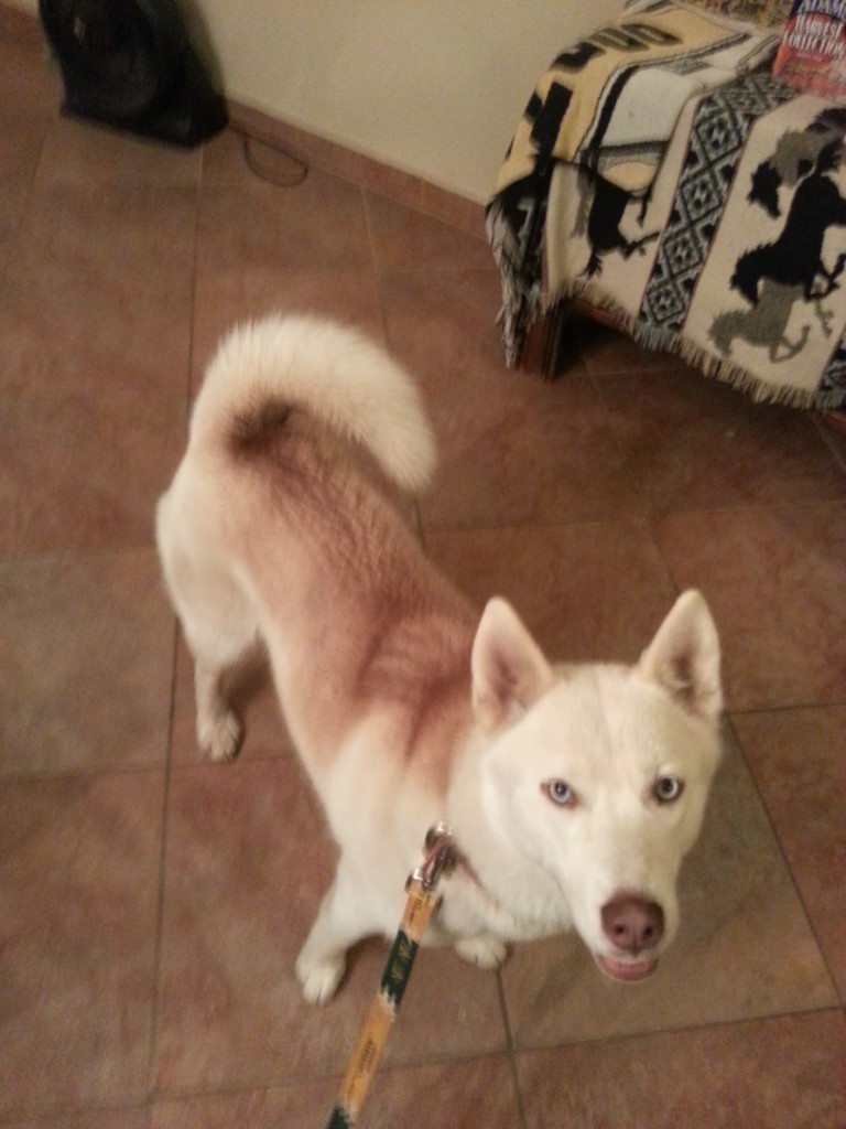 Female husky found 11/19 at the corner of Domino and Bridgecross.Pink collar and a rabies tag from American Valley Animal Hospital in Quincy, CA. Contact Mike (925) 413-7978.