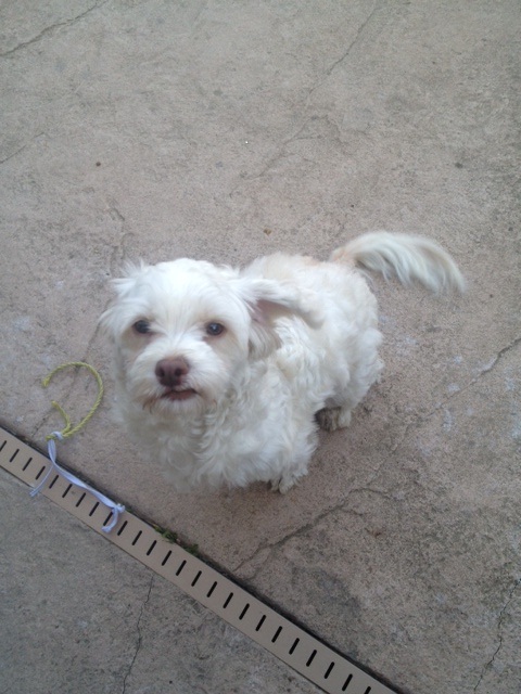 The dog was found on Shrike Circle (Cross Street is Sparrow) in Natomas. Please call: (916) 807-5586 or (916) 544-3723.