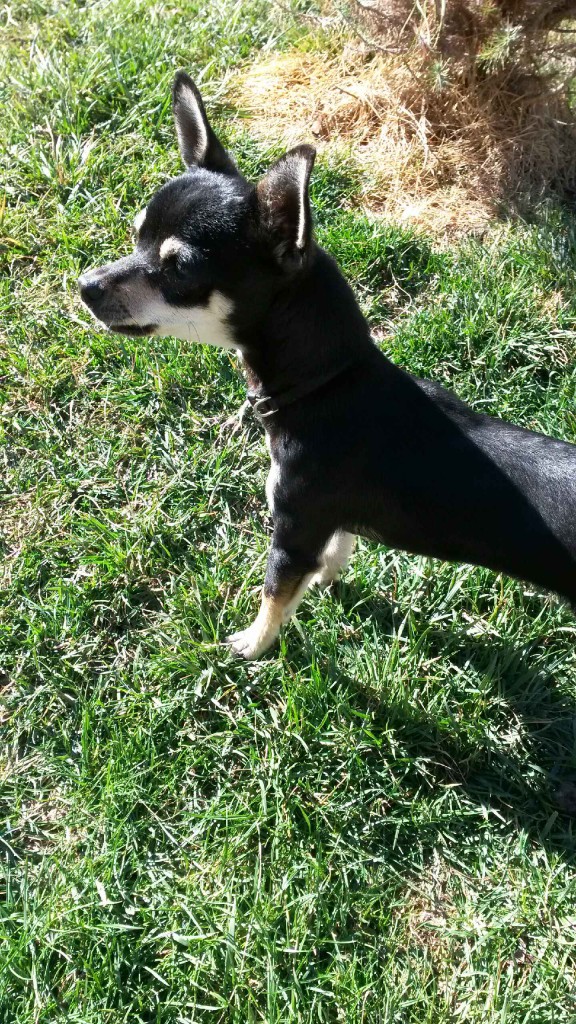 Small male Chihuahua found 1/31 in the Commons of Natomas Park. Wearing collar with no tags. Contact: Ana at (916) 524-5297.