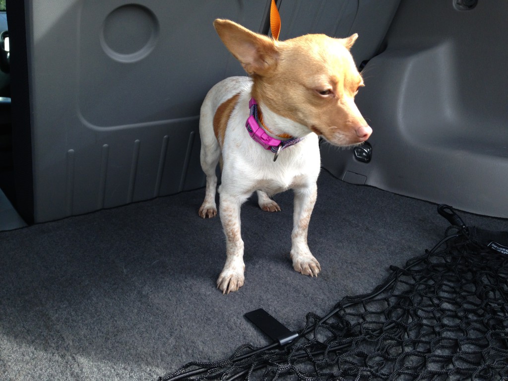 Female chihuahua, light brown and white, about 5-10 lbs, found 2/18 wandering the parking lot in the Walmart shopping center on Truxel Road. Contact Harry (916) 600-4443.