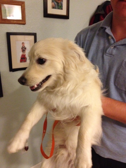 Found 2/19 off Meeks Way and Sandmark, near Bridgecross. Not chipped. Contact Misty at (707) 834-3551.
