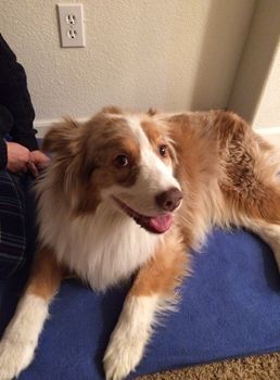 Dog found at the intersection of Burberry Way & Barnhart Circle. Not micro-chipped and is missing her tail. Contact Gabriel at (916) 505-5175.