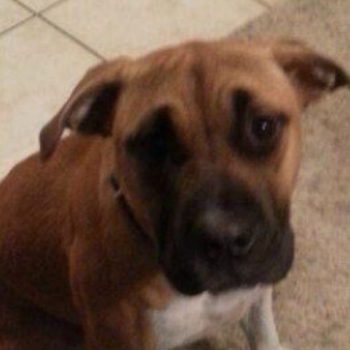 LOST: Stella ran away from her home in north Natomas on 1/30. Contact Alyssa at (916) 473-3850 if you find her.