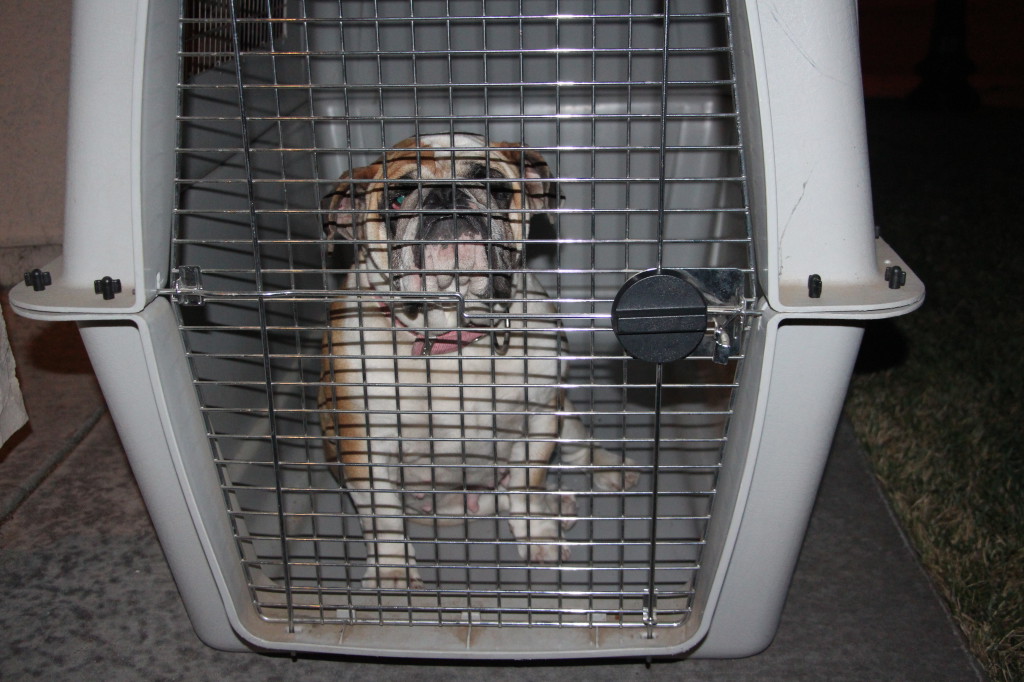 Female adult bulldog found late 4/21 on Alicia Way. Has a pink collar and no tag. She's staying on our porch in a crate for the night. Will call animal control in the morning. Jason Francis (916) 419-6785 u_productions@hotmail.com