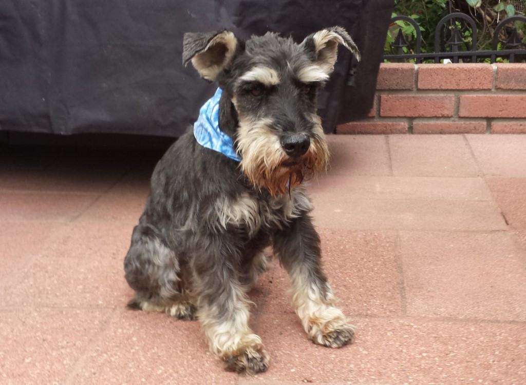 Found dog 9/12/2013 near West El Camino and Northgate Blvd. No collar and was not chipped. We are planning on adopting him if the owner doesn't come forward. Contact: Jaymie at (916) 432-0937.
