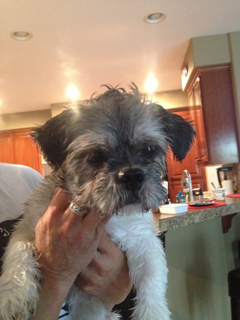 This male pup was seen 9/21/2013 running north on East Commerce and picked up at East Commerce and Greg Thatch. Contact Erik at (916)716-8883.