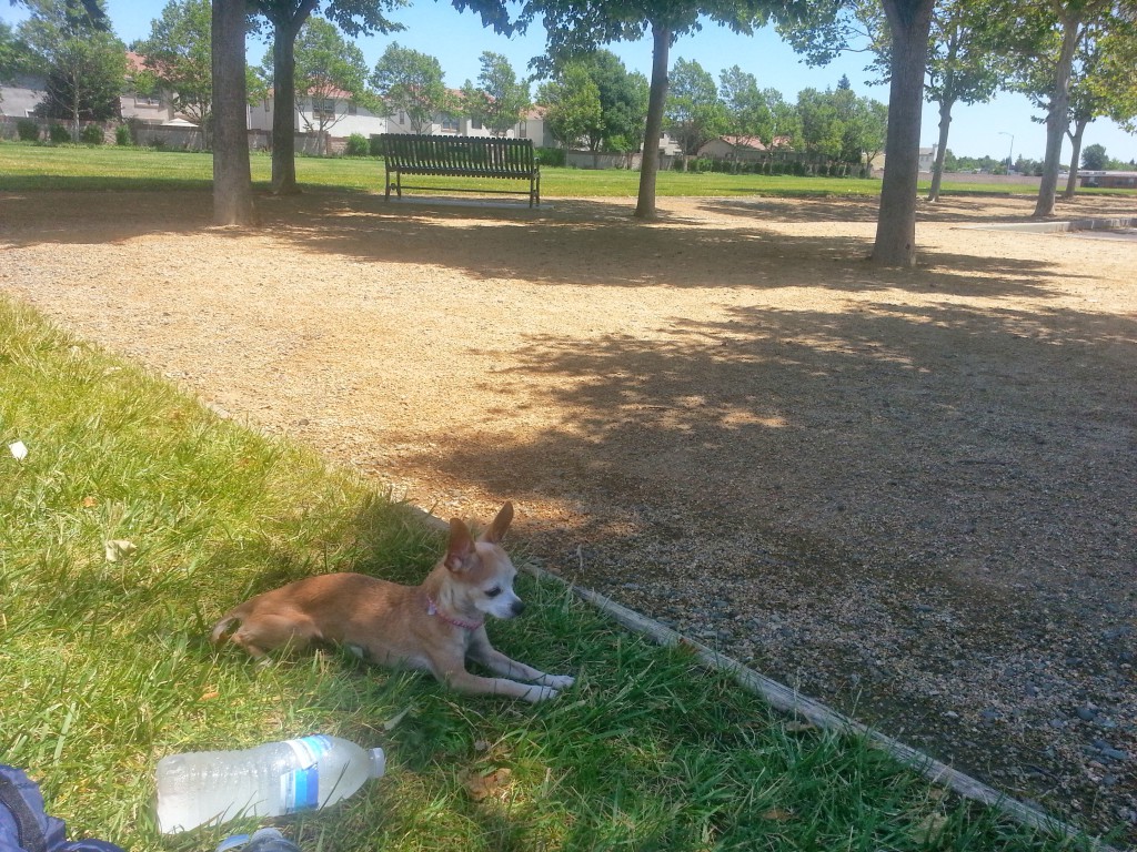 Sasha has been missing since 10/6/2013 from a home on Holdridge Way. Contact Letisha at (916) 519-9431.
