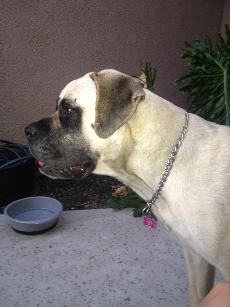 Lost: Molly and she is a fawn-colored Mastiff. She was last seen at home on Da Vinci way on 10/21/2013. Located near East Commerce and Macon. She is very sweet and very shy. She has her tags and is micro-chipped. If found please contact James at (916) 792-3585 or Kirsten at (916) 501-4671.