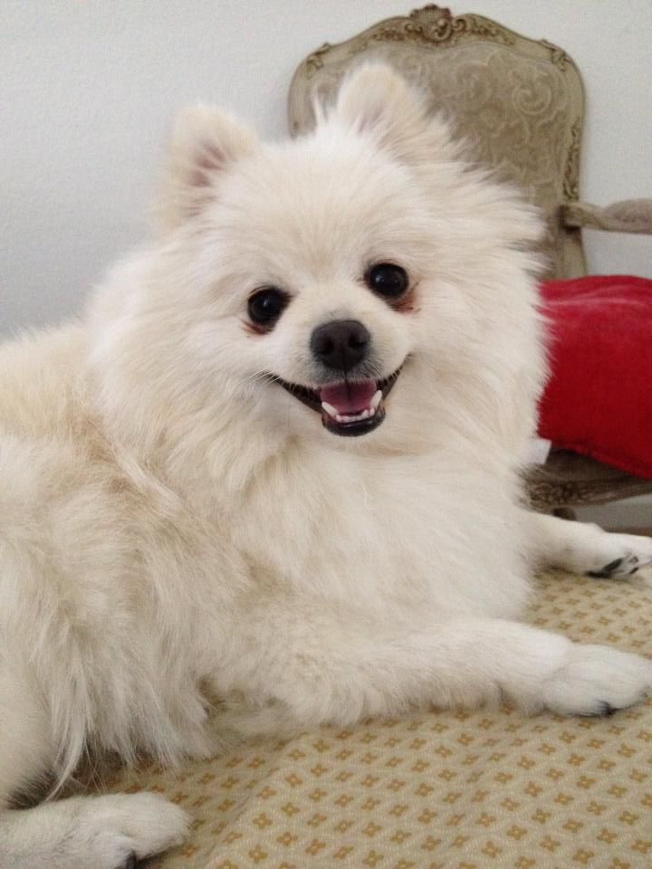 Tsunami ran out of her house on Bombay Circle on 2/7. No collar. Contact Nita at (916) 320-0463.