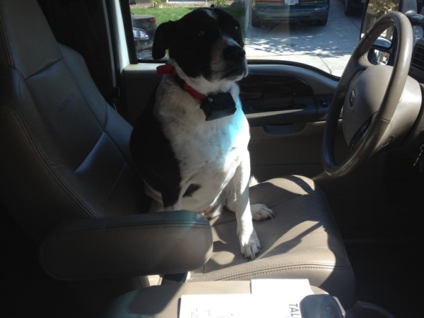 LOST: border collie Tiva went missing Sept. 17, 2013 near Arena Blvd. She is about 55lbs and 8 years old. Contact Jessica at (916) 690-4137 if found.