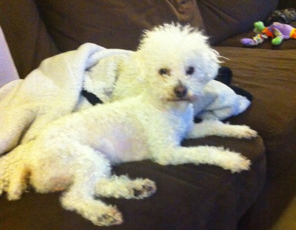 Poodle and maltese missing since 9/21/2013 from San Juan & Duckhorn. Contact: (415) 866-3888 or (415) 279-0979.