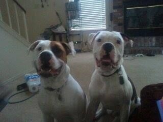 These dogs were taken from their home on Bridgecreek and Truxel in South Natomas on 9/24/2013. Contact: Kim at (916) 548-5827