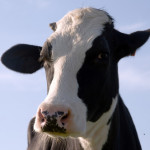 cowtowneatslogo