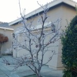 seenicicles