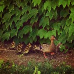 mothersdayducks