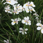 seentargetflowers