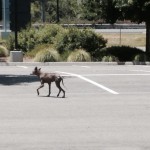 coyote