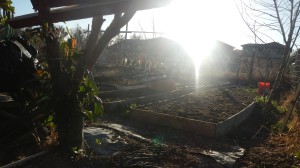 Mutual Housing reports area families grow much of their own food in the garden. / Photo: B. Tuzon Boyd