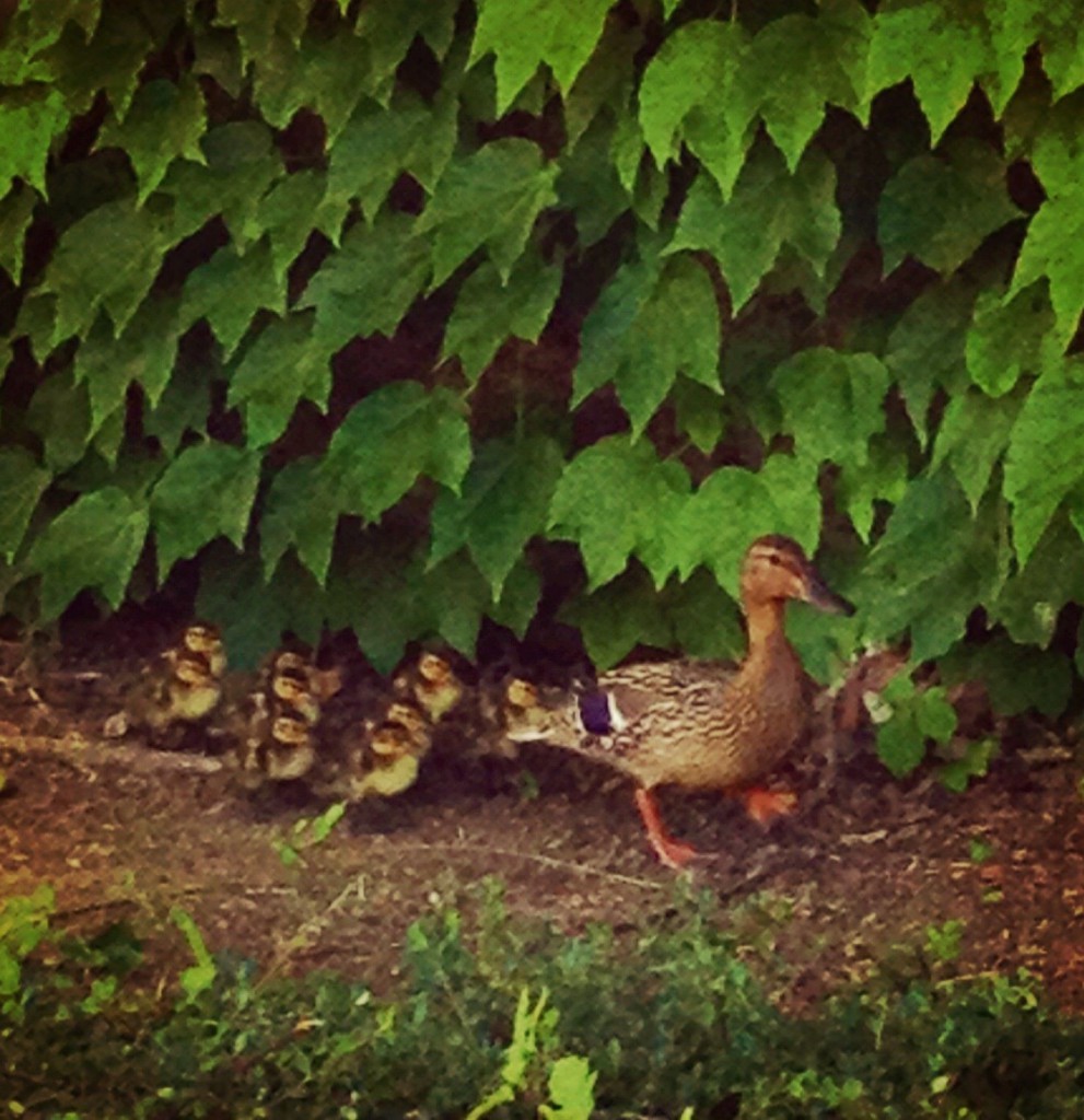 mothersdayducks