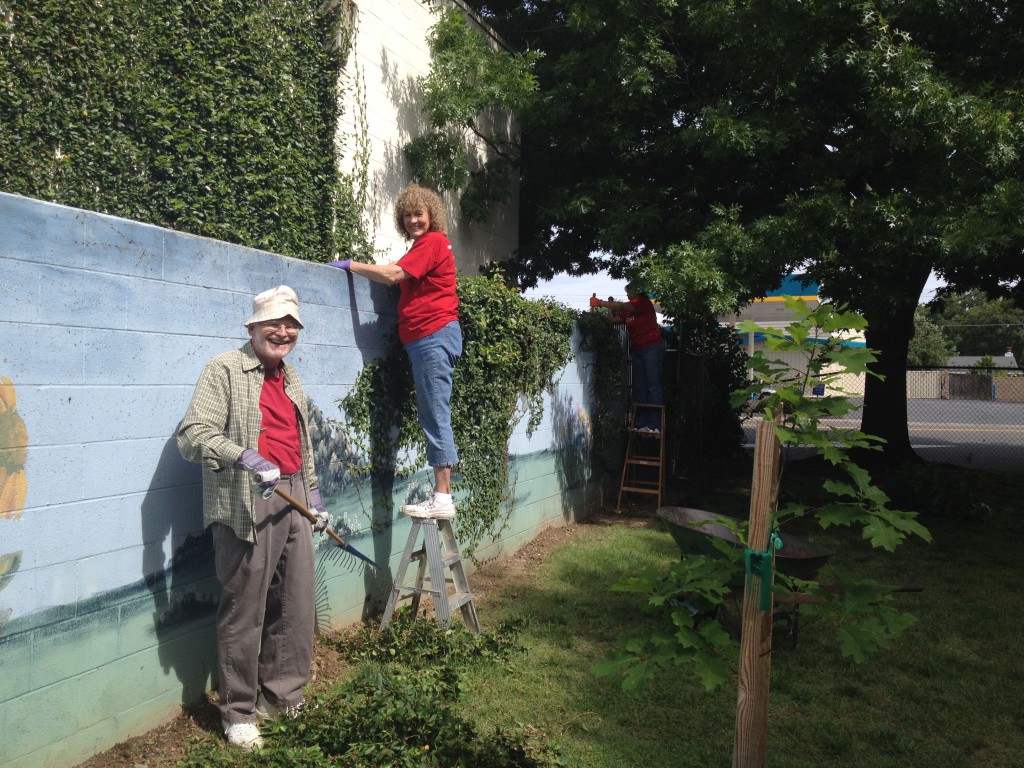 Volunteers cut away vines to reveal a treasured mural.