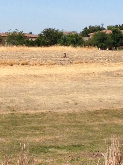 Coyote six miles north in the North Natomas Regional Park photographed by Rosemarie Ruggieri.