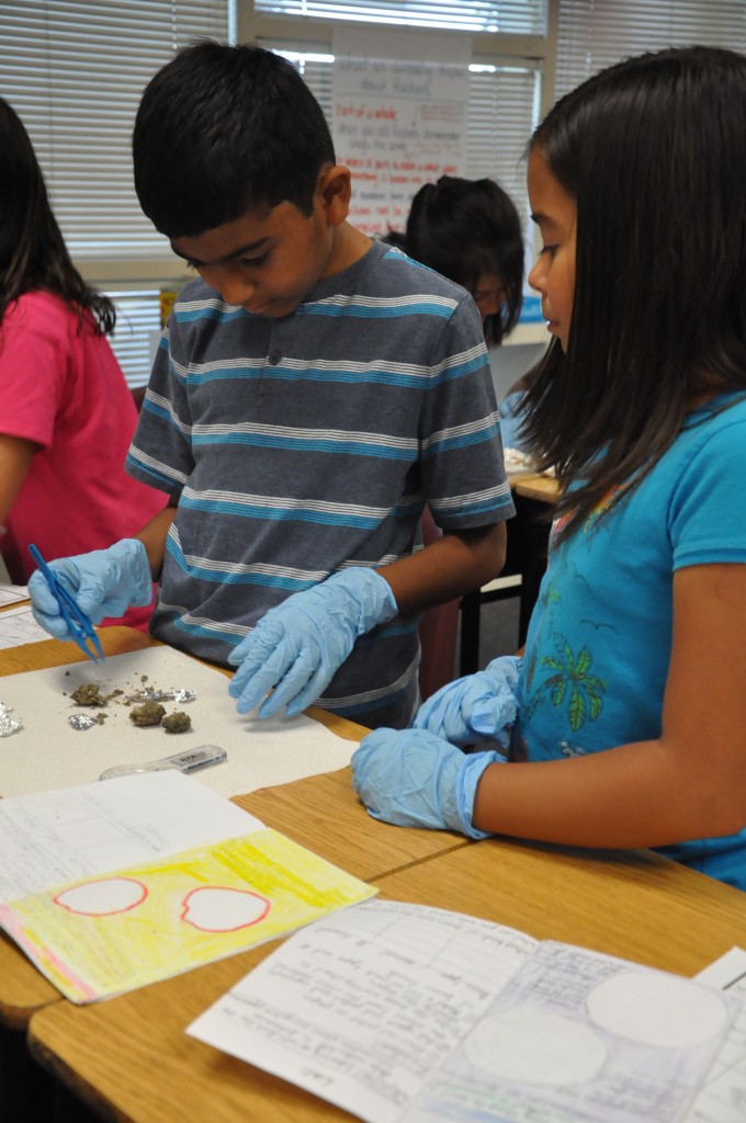 Students in Nicole Swonger's 4th grade class at Witter Ranch Elementary School dissect owl pellets. / Courtesy Photo