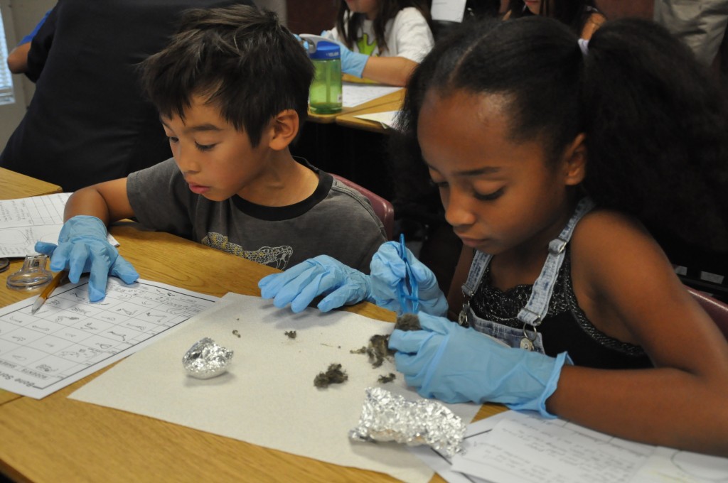 Students in Nicole Swonger's 4th grade class at Witter Ranch Elementary School dissect owl pellets. / Courtesy Photo