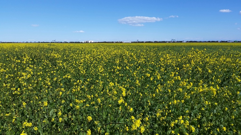 Wild mustard. / Photo by John Bartle