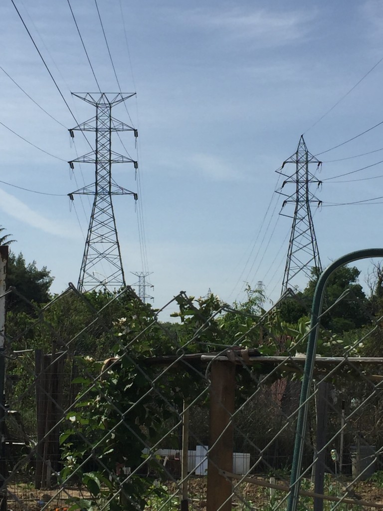 A south Natomas community garden is located on city-owned land in the direct path of power transmission towers. / Photo: B. Tuzon-Boyd