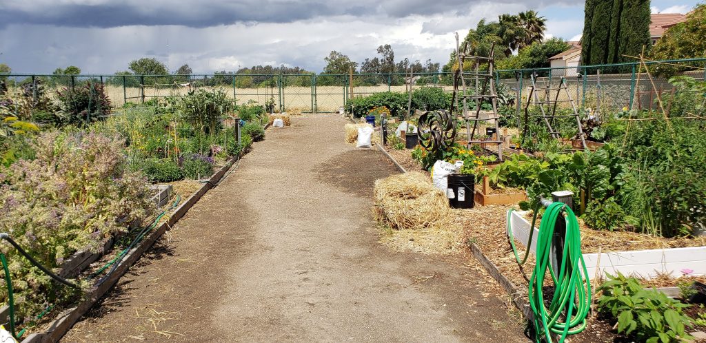 Image of dirt path flanked by vegetation on both sides.