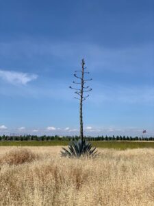 Image of tall agave plant in the middle of open field.