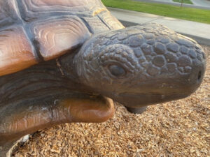 Image of a large tortoise head.