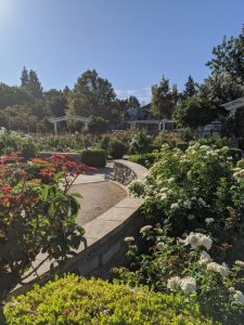 Image of rose garden with several bushes in bloom.