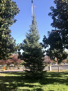 Image of unadorned 30 foot evergreen tree.