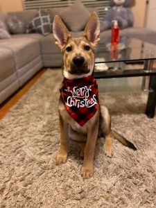 Image of German Shepherd puppy wearing a bandana which reads "Merry Christmas."