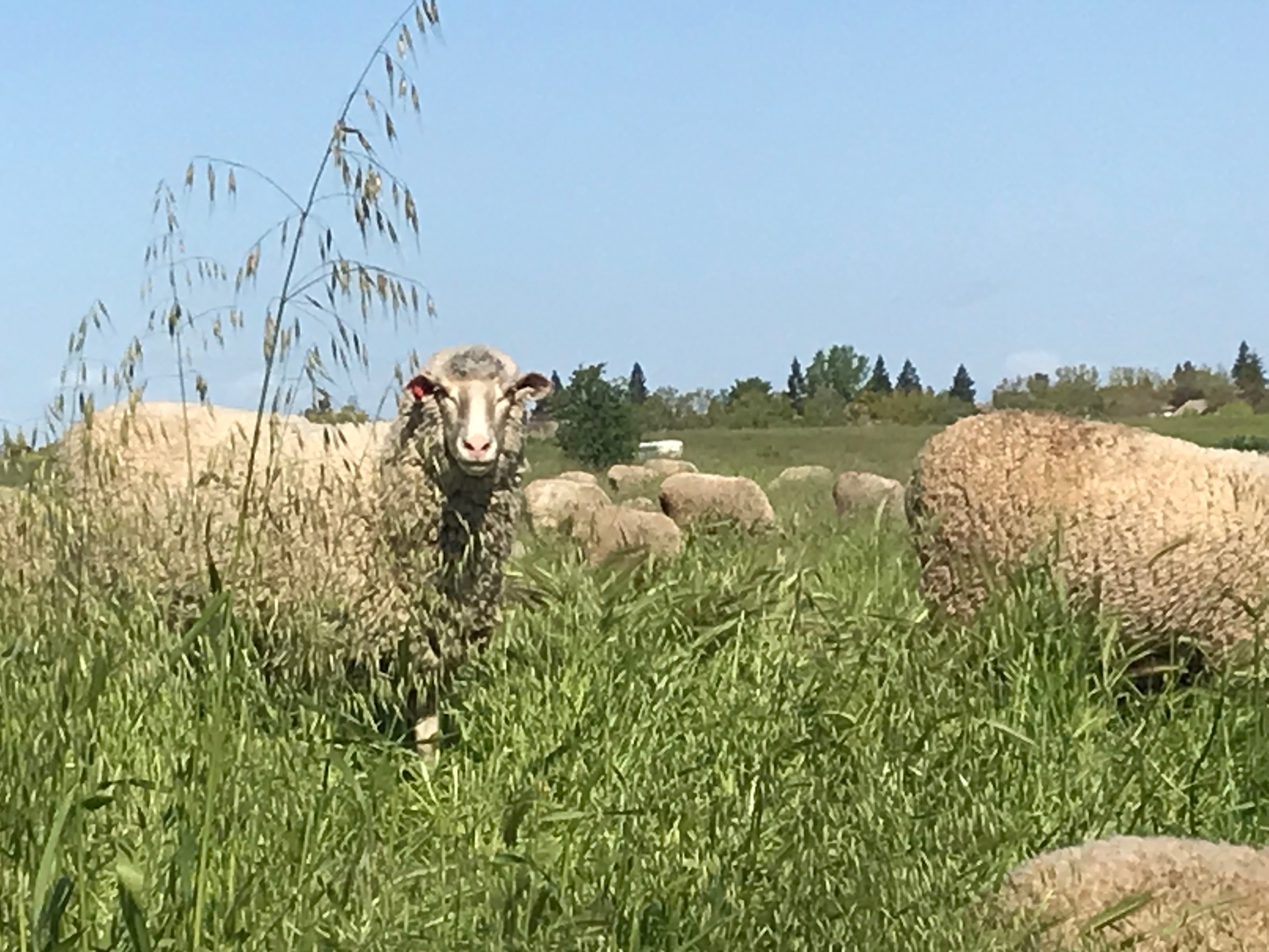 Sheep Return to Natomas Regional Park The Natomas Buzz