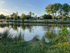 Image of pond surrounded by foliage.