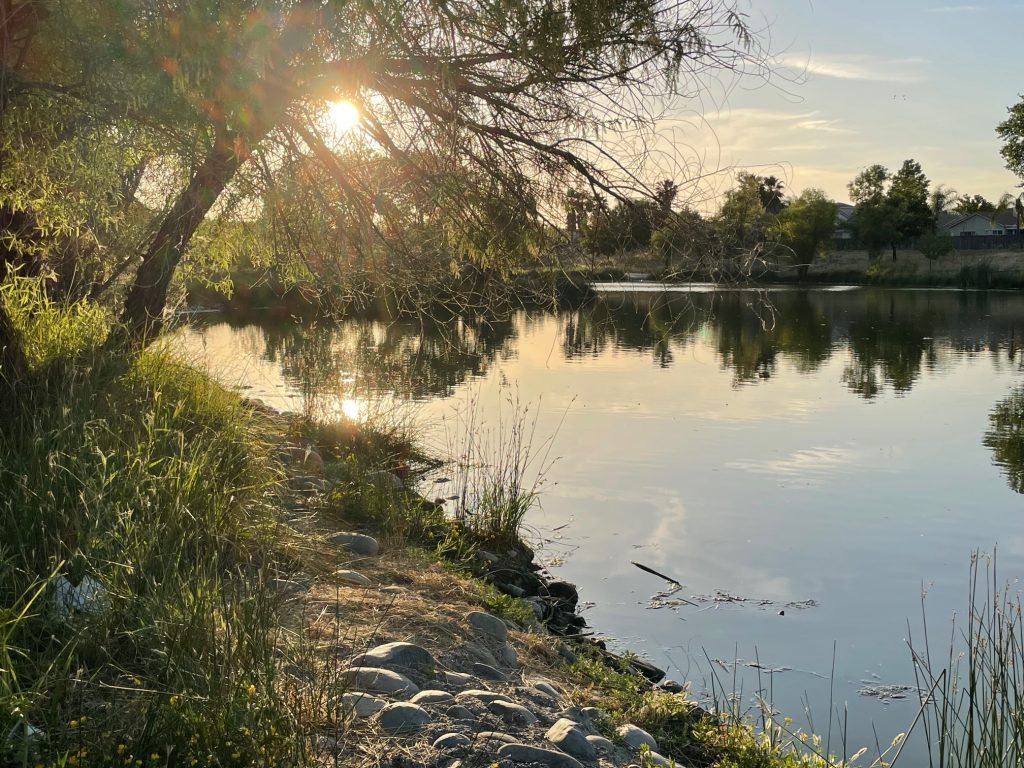 Image of pond the setting sun is peeking through the branches of a tree leaning over bank.