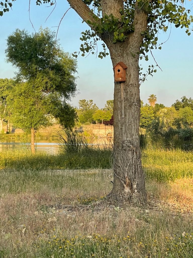 Image of tree with birdhouse just below the branches. A pond is visible in the background.